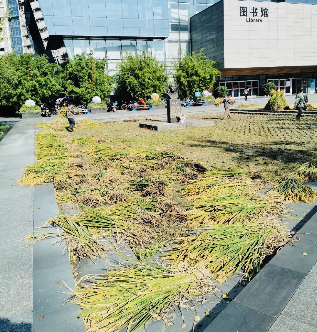 农业大学学生日常学习走红，图书馆前晒谷子，别人上课他们下田