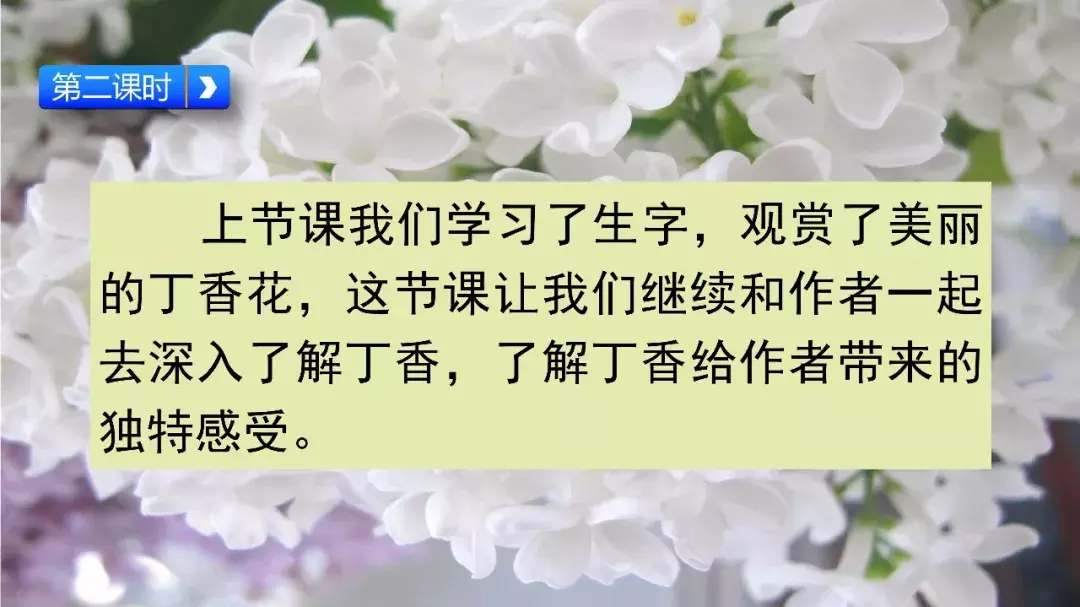 部編版六年級上冊第2課《丁香結》知識點 圖文解讀