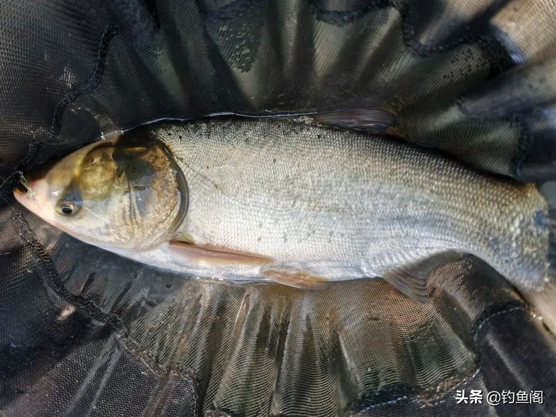 鱼还没咬钩，饵料就化了，钓鲢鳙你得学会控制饵料雾化时间