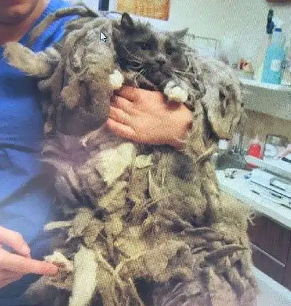 有人把被虐待的貓扔到醫院門口，剃毛之後發現他真的帥炸了