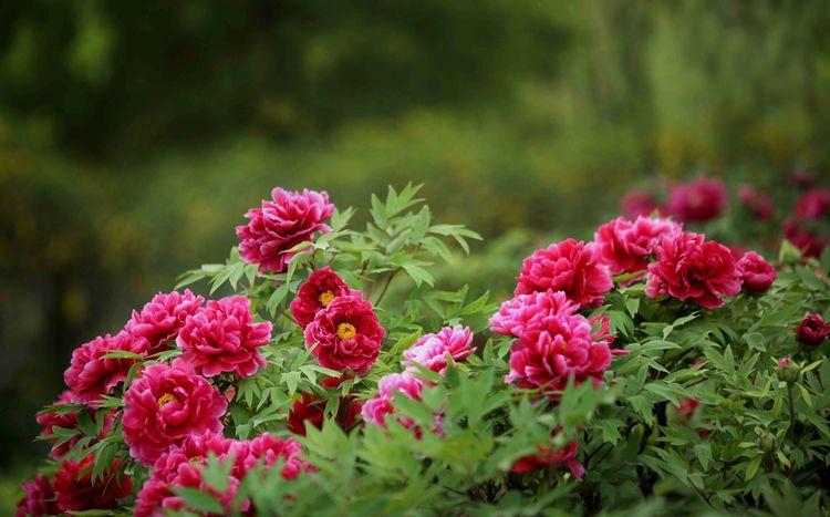 洛阳牡丹花图片 风景图片_洛阳牡丹园图片 - 齐齐哈尔诗词网