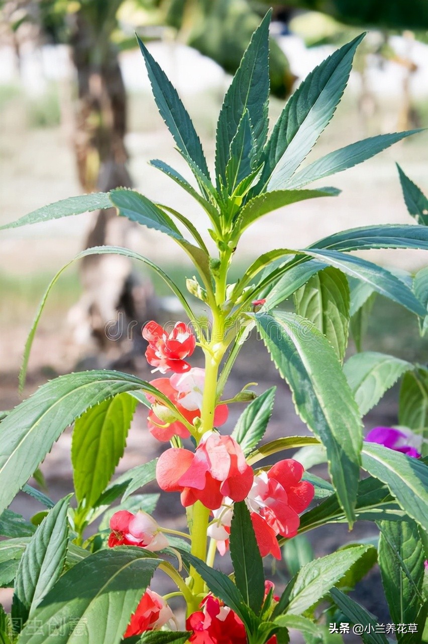 还记得小时候用来染指甲的凤仙花吗？种植方法其实超简单