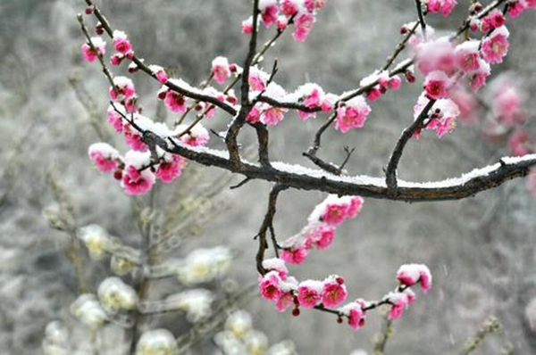 雪中梅花：日暮诗成天又雪，与梅并作十分春