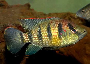 白玉凤凰鱼怎么养详细介绍「干货」 -骁龙网