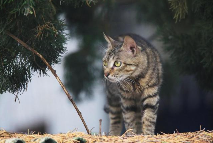 懂养猫的人都知道,其实养"狸花猫"比别的猫好