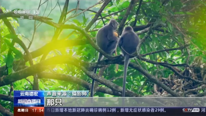 刚出生时全身金黄,超级可爱!三个月后通体变色,这种小猴子就在云南