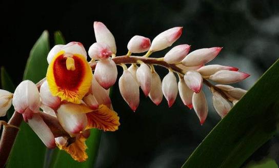 娉娉袅袅十三余豆蔻梢头二月初 古诗词中的豆蔻少女并非纯洁美好