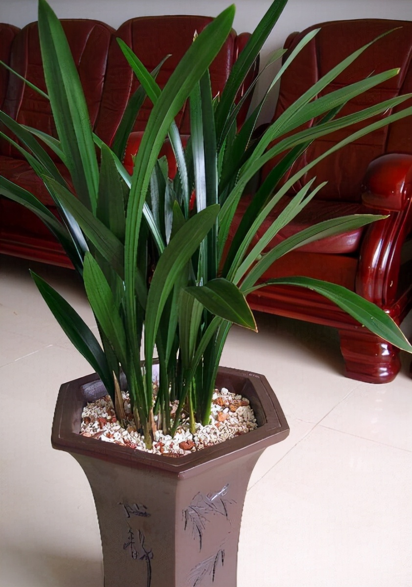 新手兰友,建议养一盆墨兰企黑,好养易开花,开品漂亮香味浓