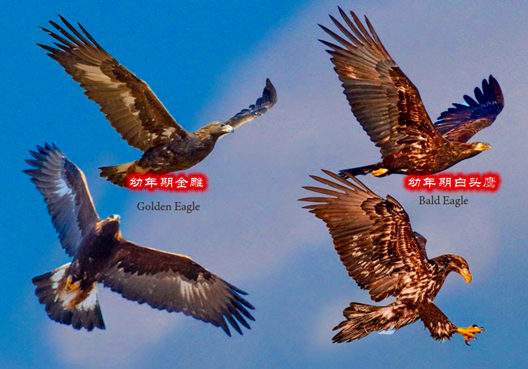 如何区分金雕和白头鹰白头鹰和白头海雕区别