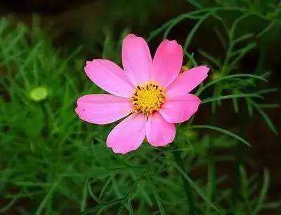 各种花的寓意及花语（100种花的花语大全）
