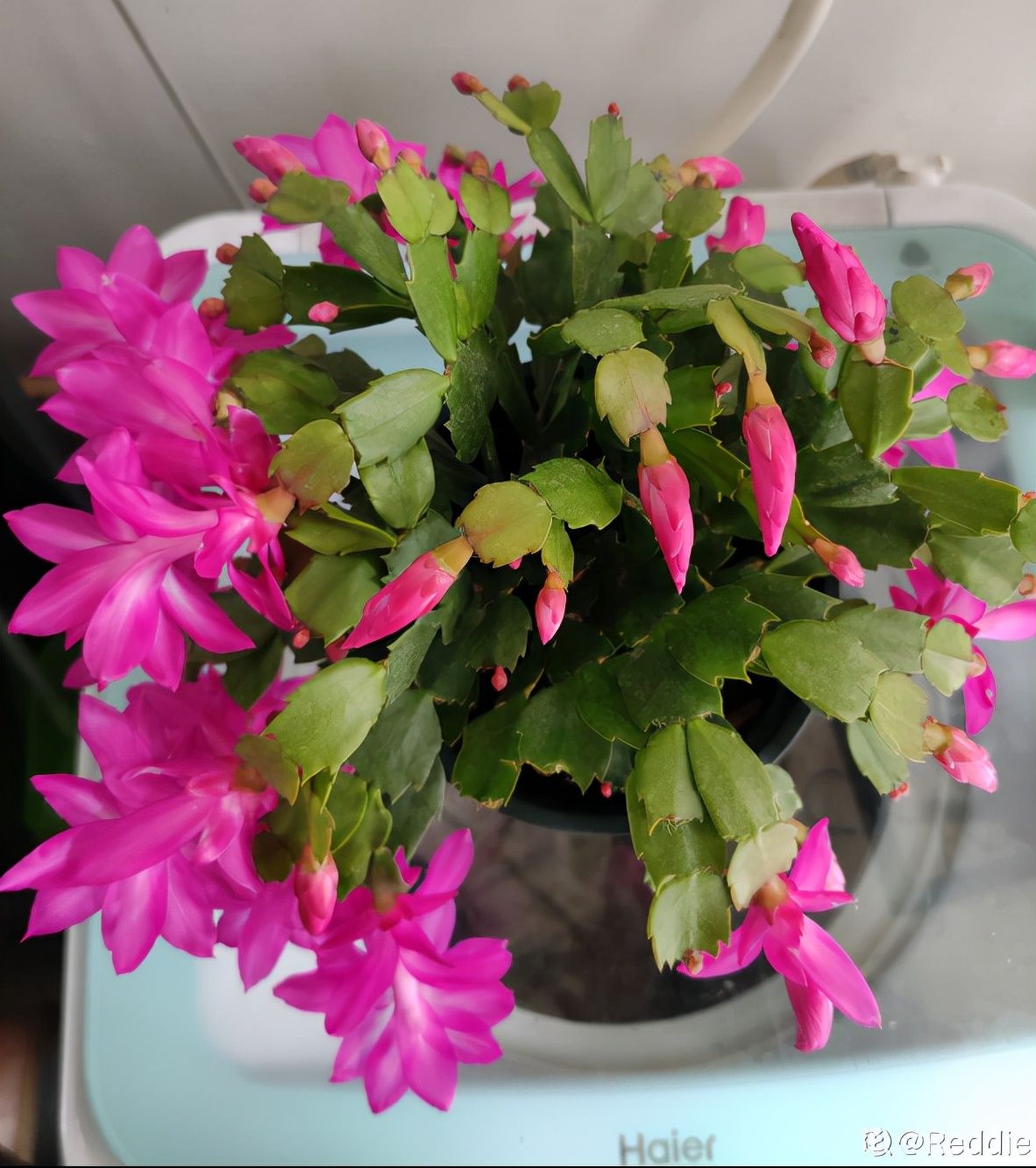20种常见植物浇水方法,一句话说到重点,建议收藏