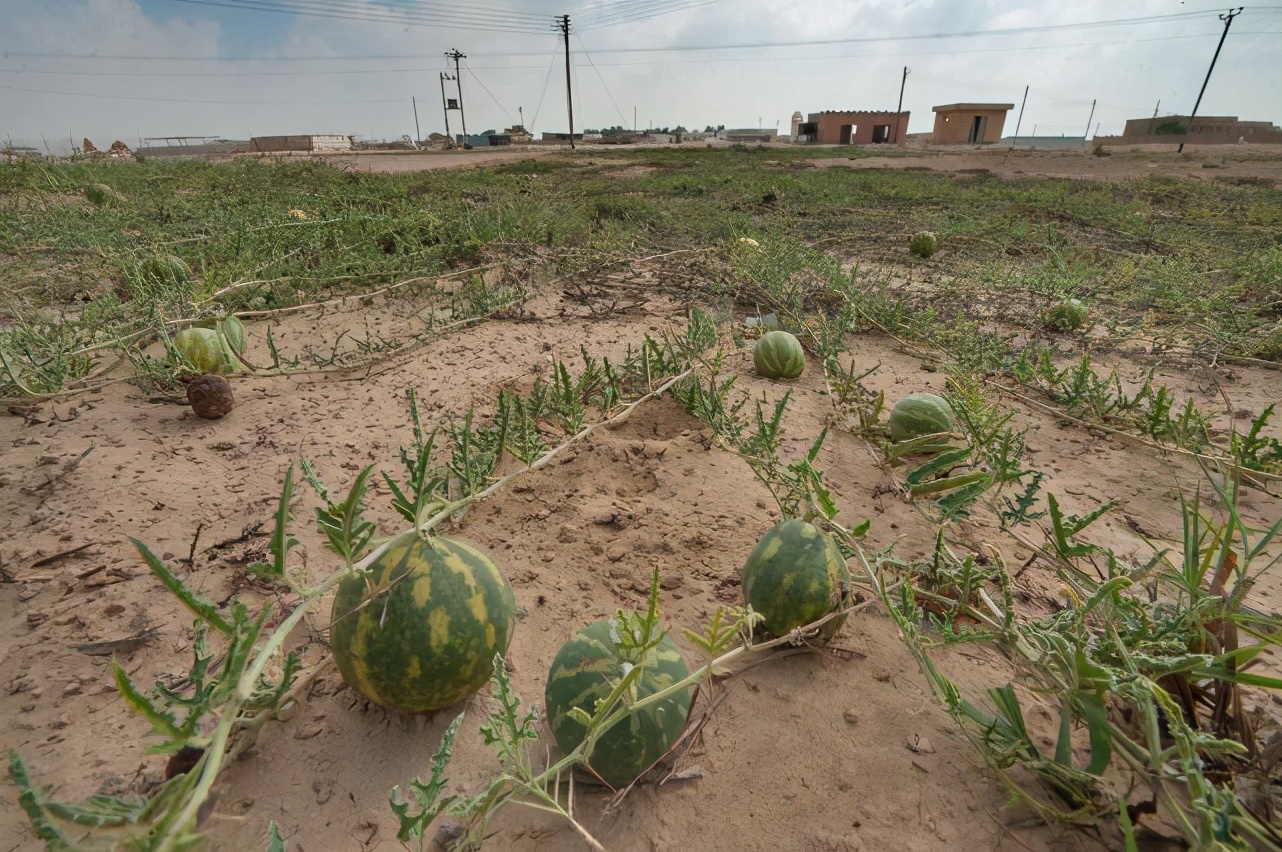沙漠里遍地是"西瓜",为何无人敢吃?家畜杀手,也有人种植