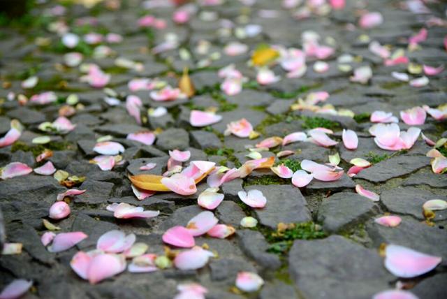 黛玉葬花——关于“落花”的诗词及美图欣赏！