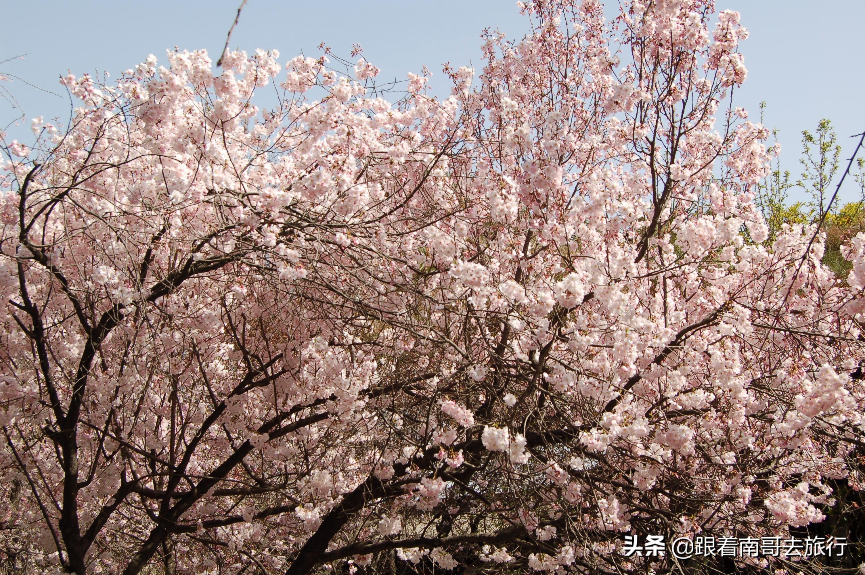 根据近日携程发布的《2019春日赏花出行图鉴》,西安青龙寺入围国内