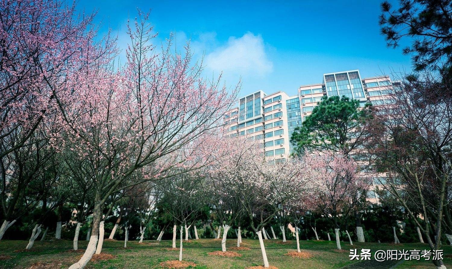 江蘇大學、揚州大學實力對比：一眼便知誰更強