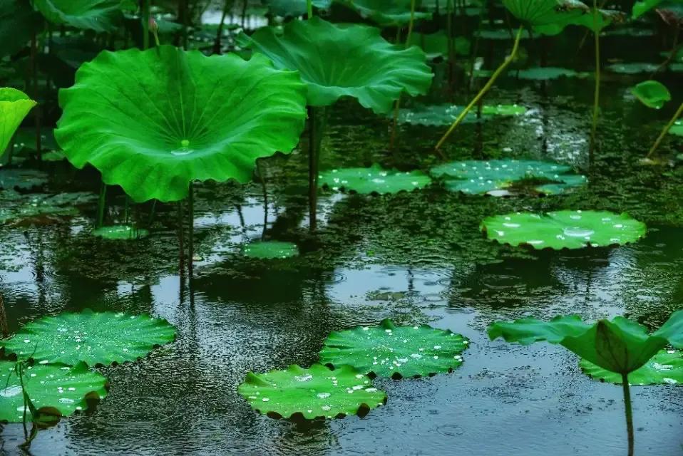 每日一诗《小池》赏析