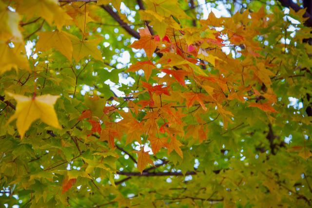 内蒙古的“土豪”大学，是一所省部共建高校，校园风景四季美如画