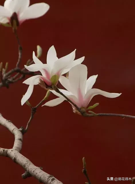 玉兰、紫玉兰、广玉兰、白兰花、木兰、望春、辛夷分别是什么花?