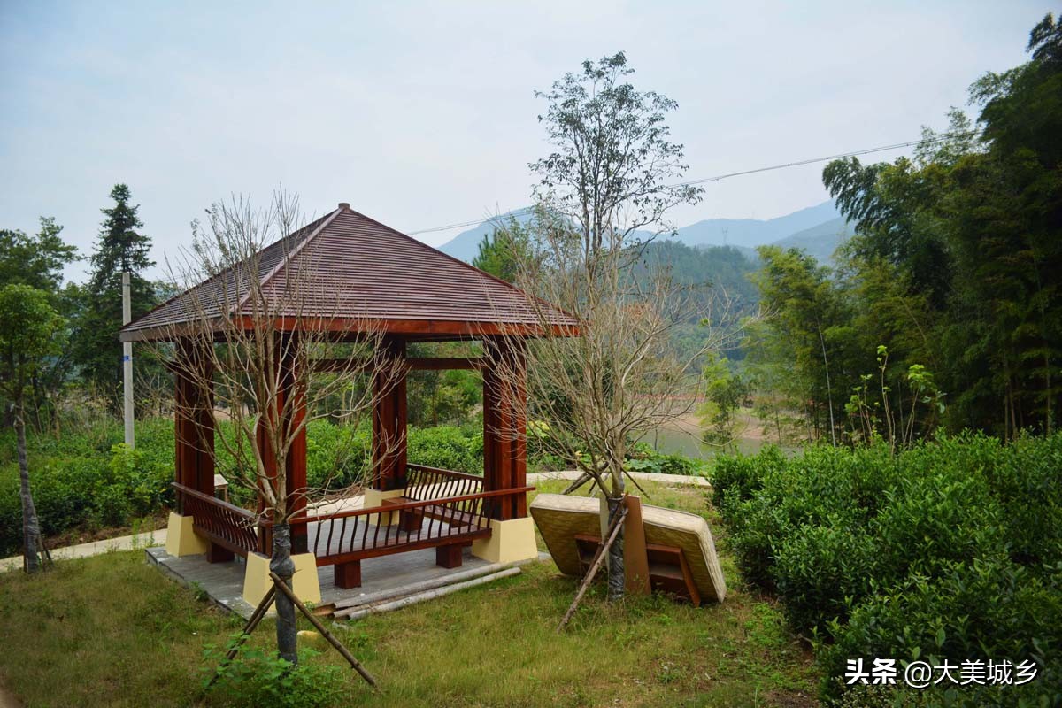 农村人在水边建栈道，散步如旅游，采茶似逛公园