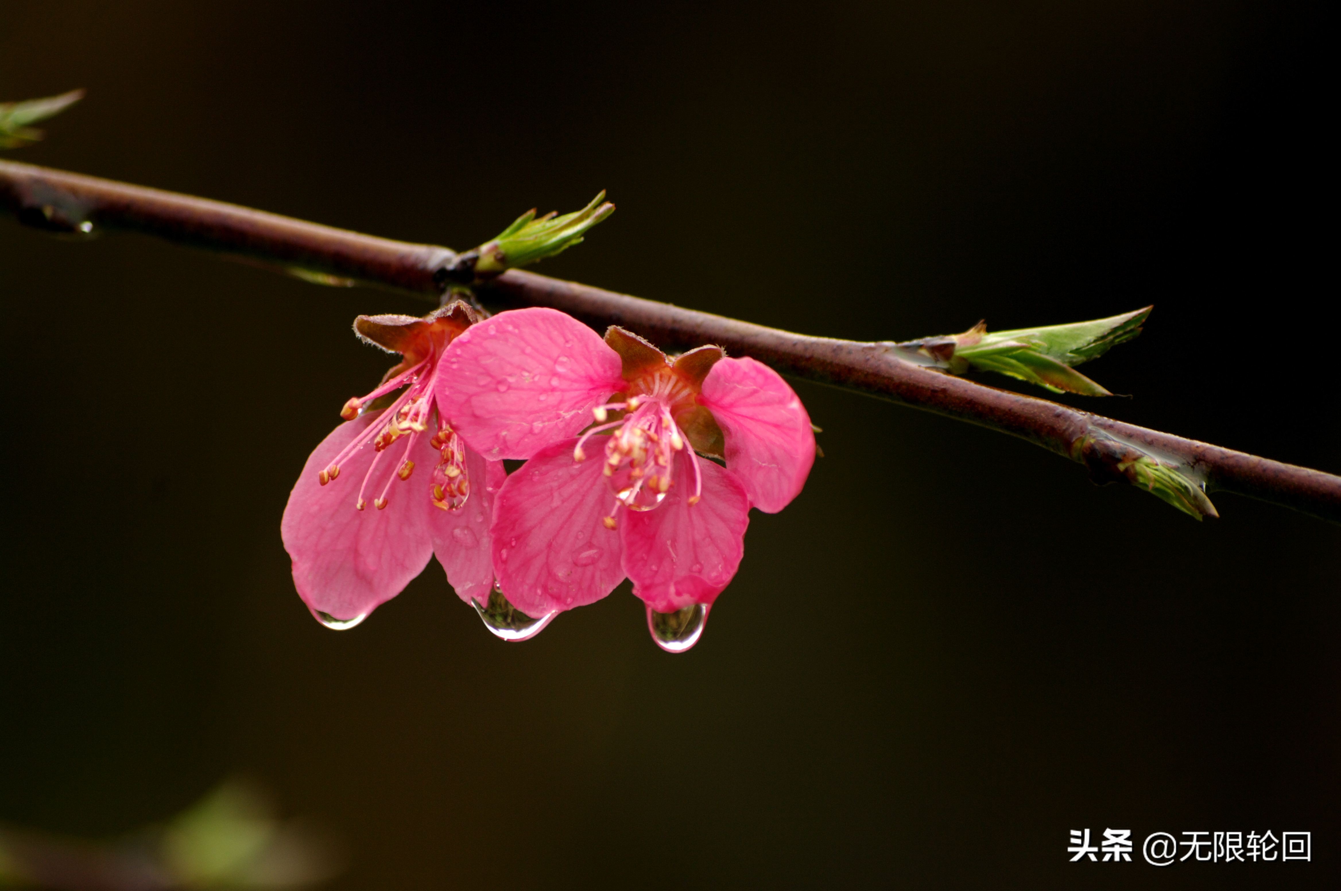 咏春雨的诗句有哪些(关于春雨的诗句古诗大全)