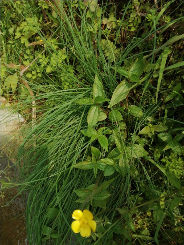 陌上花开，彩蝶翻飞，蜜蜂采蜜，这是一阙美丽的《蝶恋花》