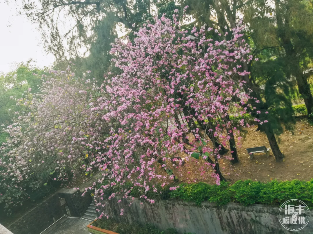 海丰哪里可以报篮球比赛(海丰校园｜彭中，高考前后开的紫荆花特别鲜艳好看)