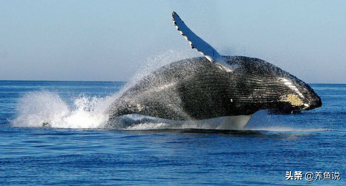 鲸鱼的寿命有多长(鲸鱼的寿命有多长？俗话说“一鲸落，万物生”是怎样盛大的景象？)