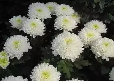 各种花的寓意及花语（100种花的花语大全）