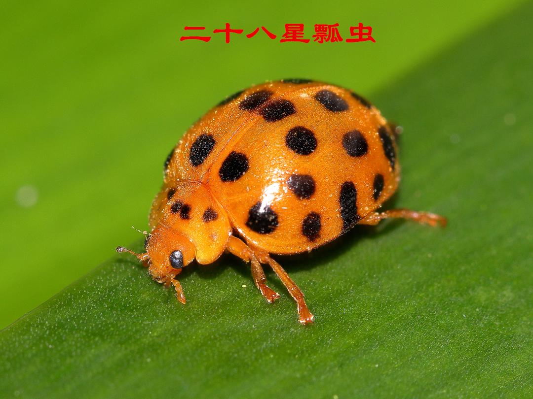 七星瓢虫吃什么 七星瓢虫学名叫什么-朝阳百科