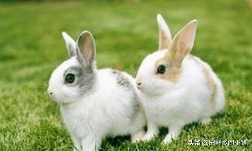 宠物兔子饲养方法和技术详解，宠物兔子饲养的6大方法？