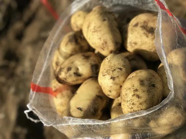才知道，炒土豆丝的做法有这么多诀窍，怪不得饭店做的那么好吃