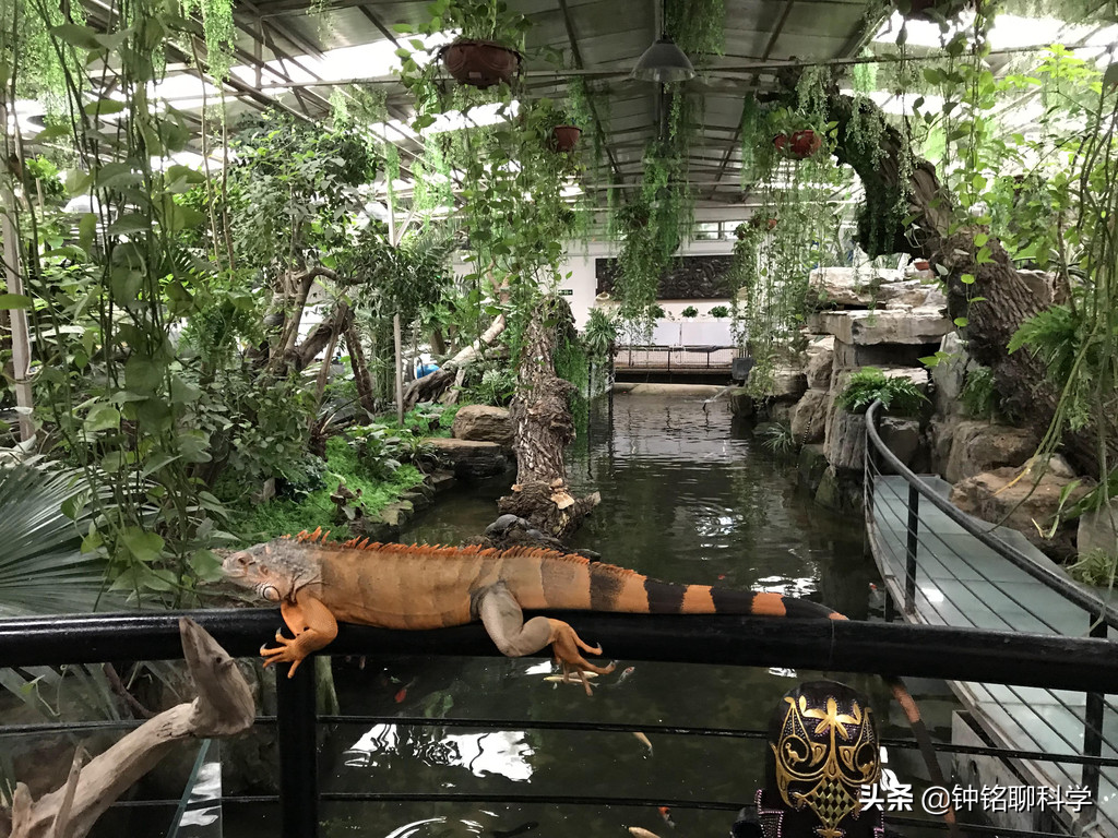 “蛇中熊猫”莽山烙铁头有多珍稀？为啥总被外国人惦记？