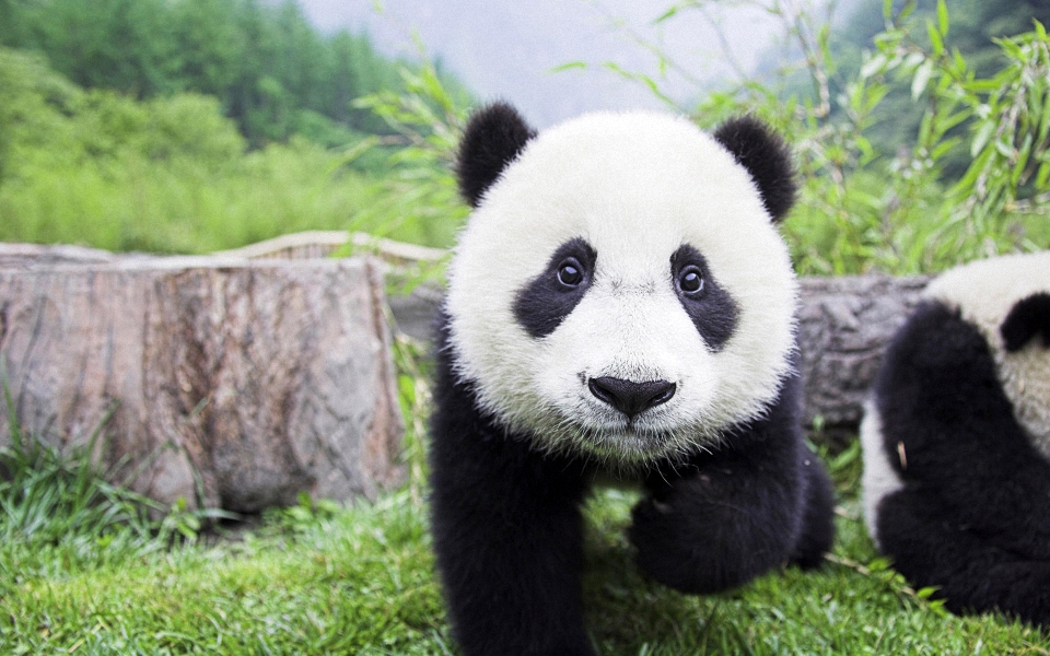 熊猫属于什么科图片