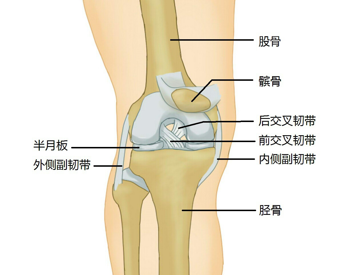 汤佛森伤情(克莱·汤普森伤情 | 医生：若只前叉受伤，最快2到3个月就可上场)