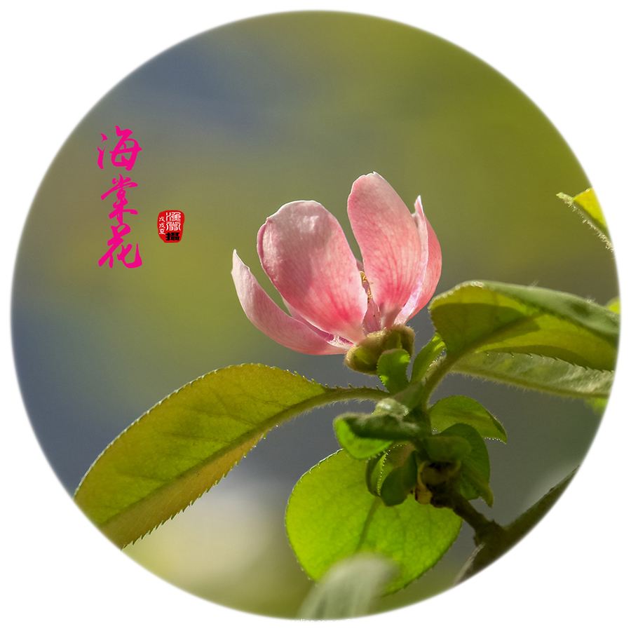 几经夜雨香犹在，染尽胭脂画不成——浅析古诗词里「海棠」形象
