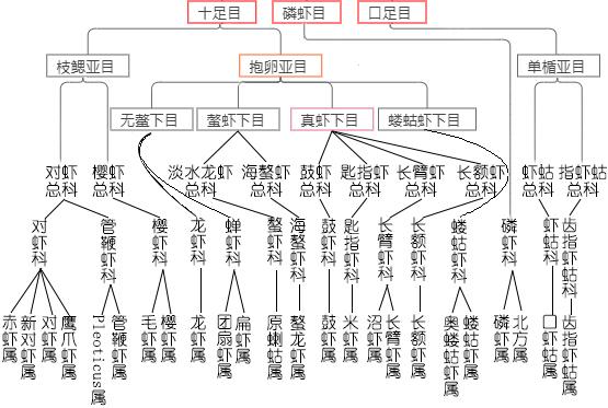 如何鉴别对虾、罗氏虾、北极甜虾……一文解决“虾”认识