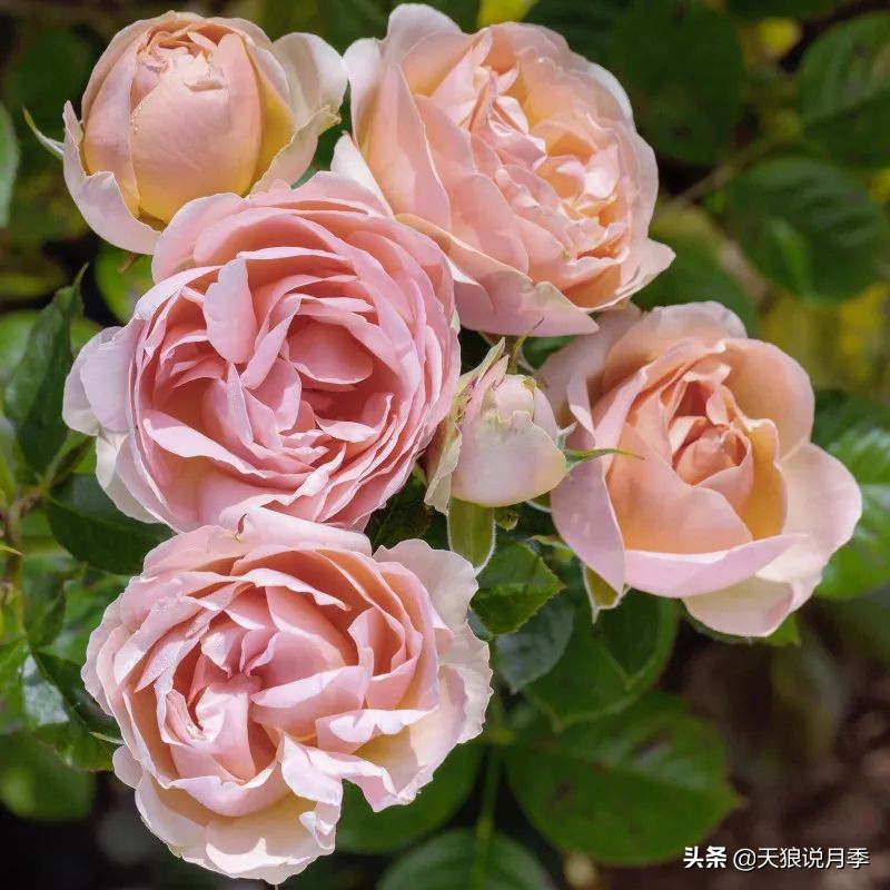 2020世界新品月季大赏，一起来看看都有哪些值得期待的新品种