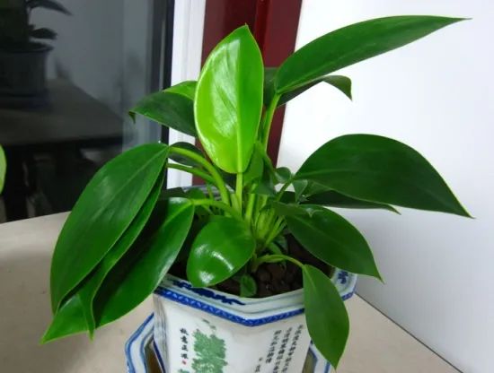 常见50种植物（50种常见的室内盆栽绿化植物）