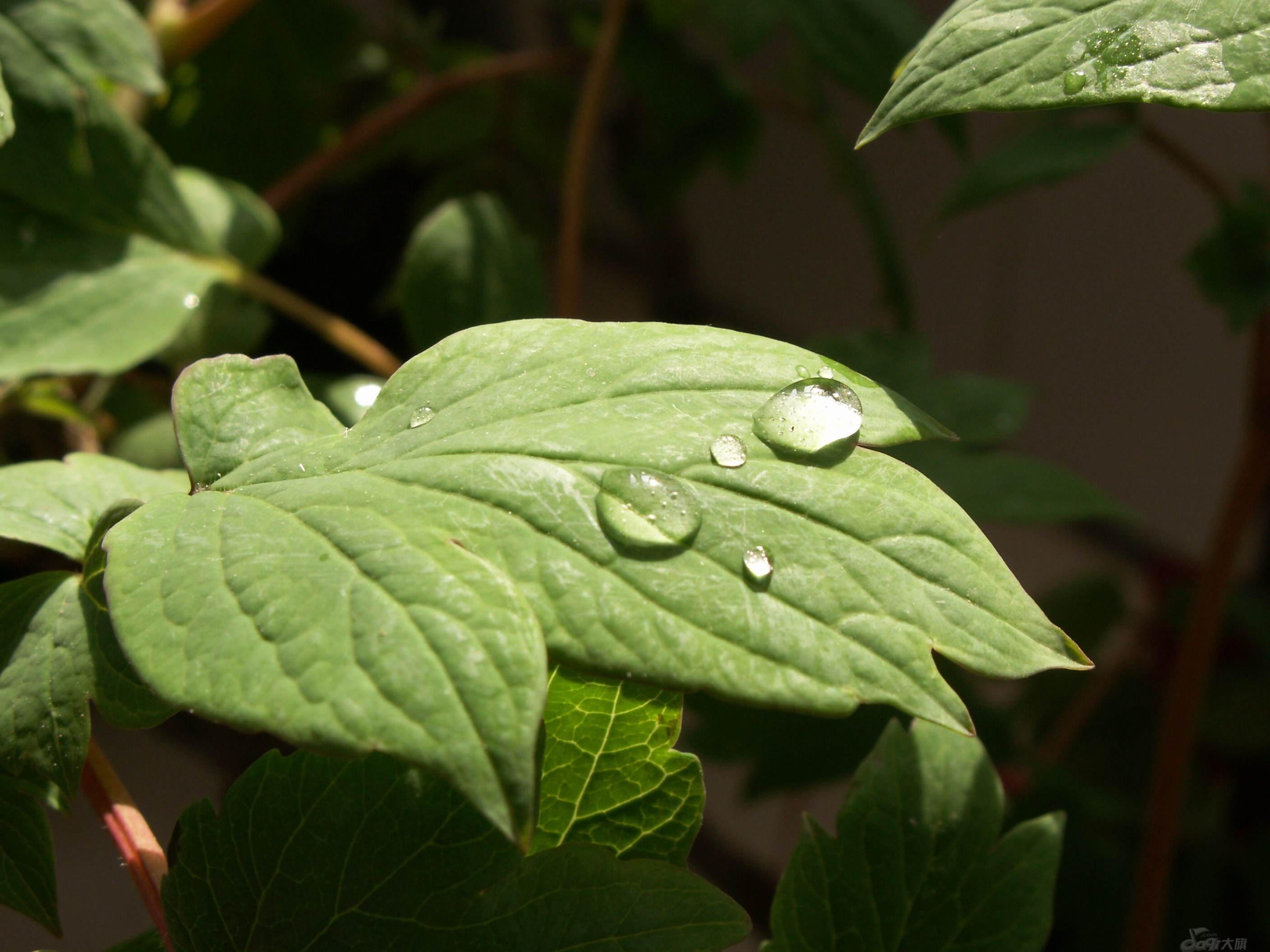 夏天牡丹花叶子打卷?第三种情况比较危险,会导致整株枯死