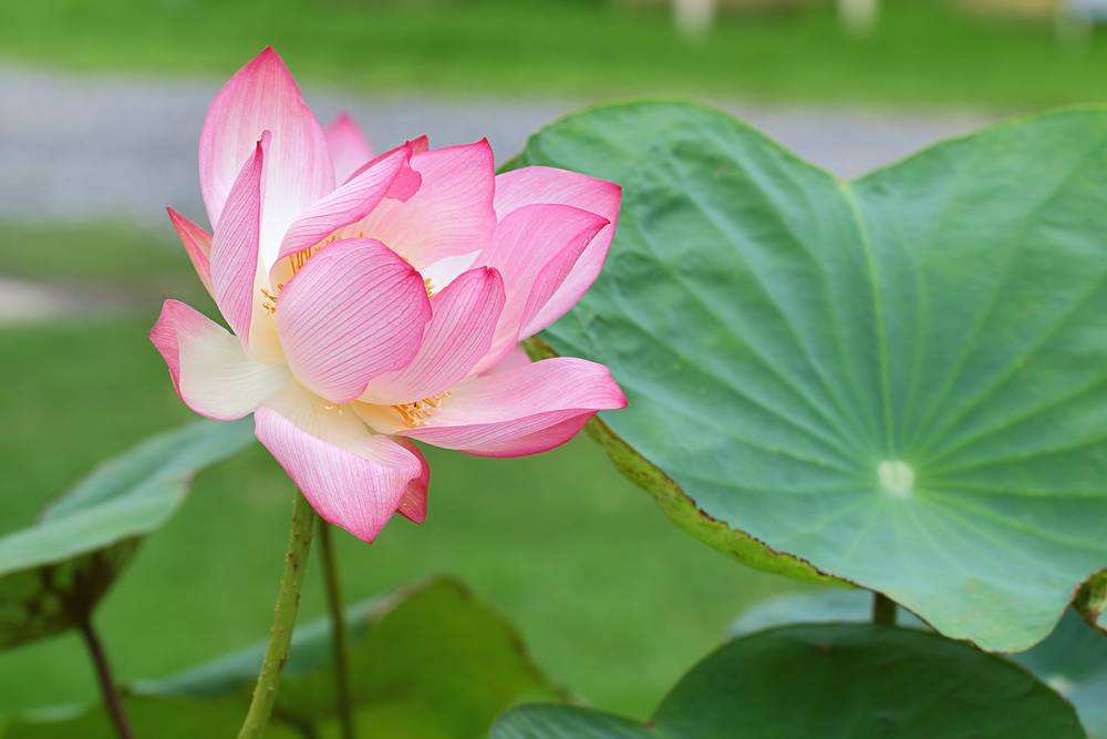 清水出芙蓉，天然去雕饰