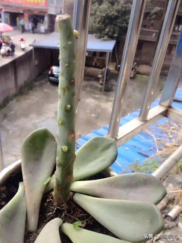 多肉徒长咋处理 分2种情况 根据徒长情况 要么撸叶子要么砍头 肉肉发 安夏美发