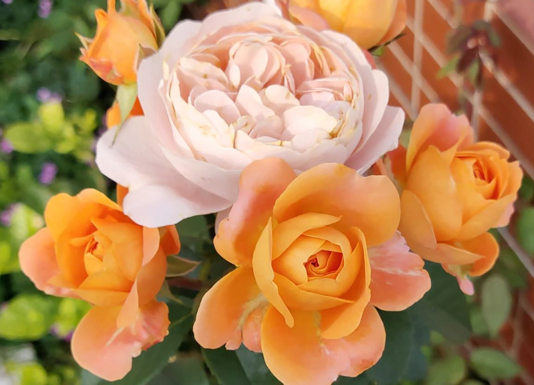 开花多，好养活，抗病虫，这才应该是“真正网红花”