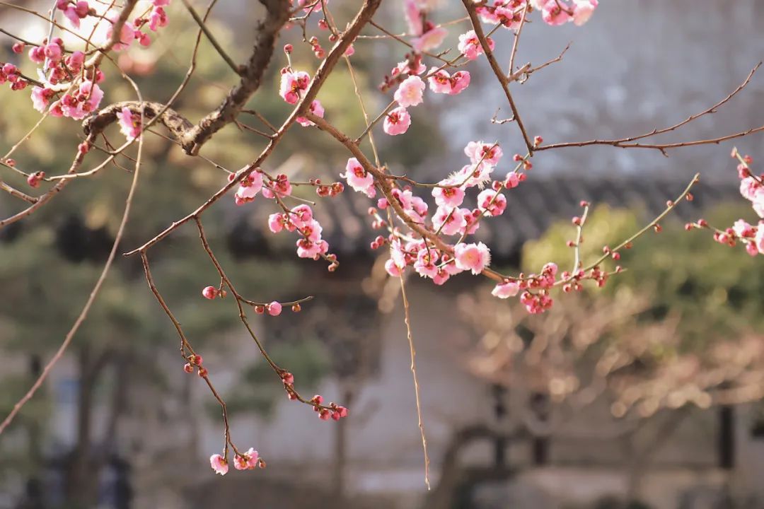 秦观笔下的春天，半是温柔半是风，一生从容一生花