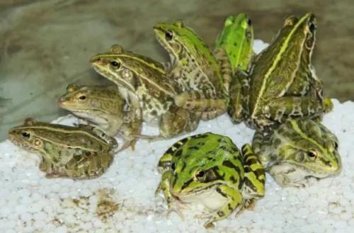黑斑蛙养殖,黑斑蛙养殖的最新消息
