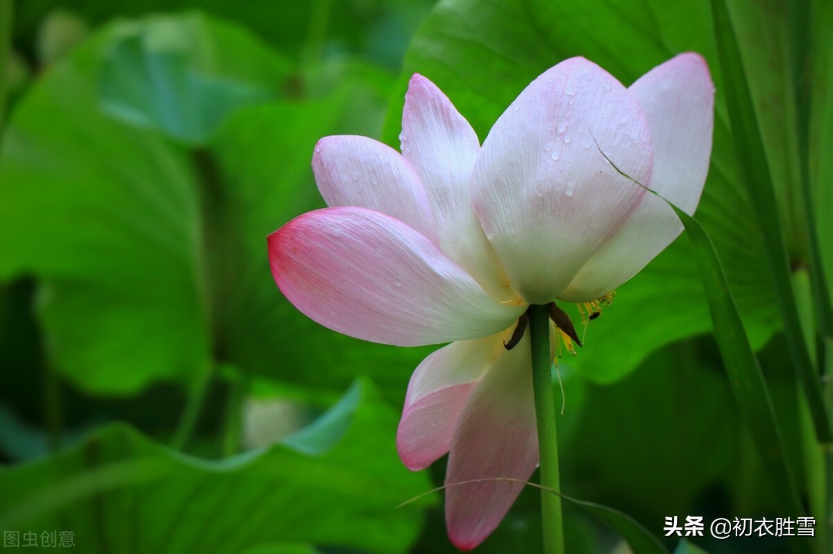 秋荷红衣美诗六首：荷花万顷照红衣，水泥红衣白露秋