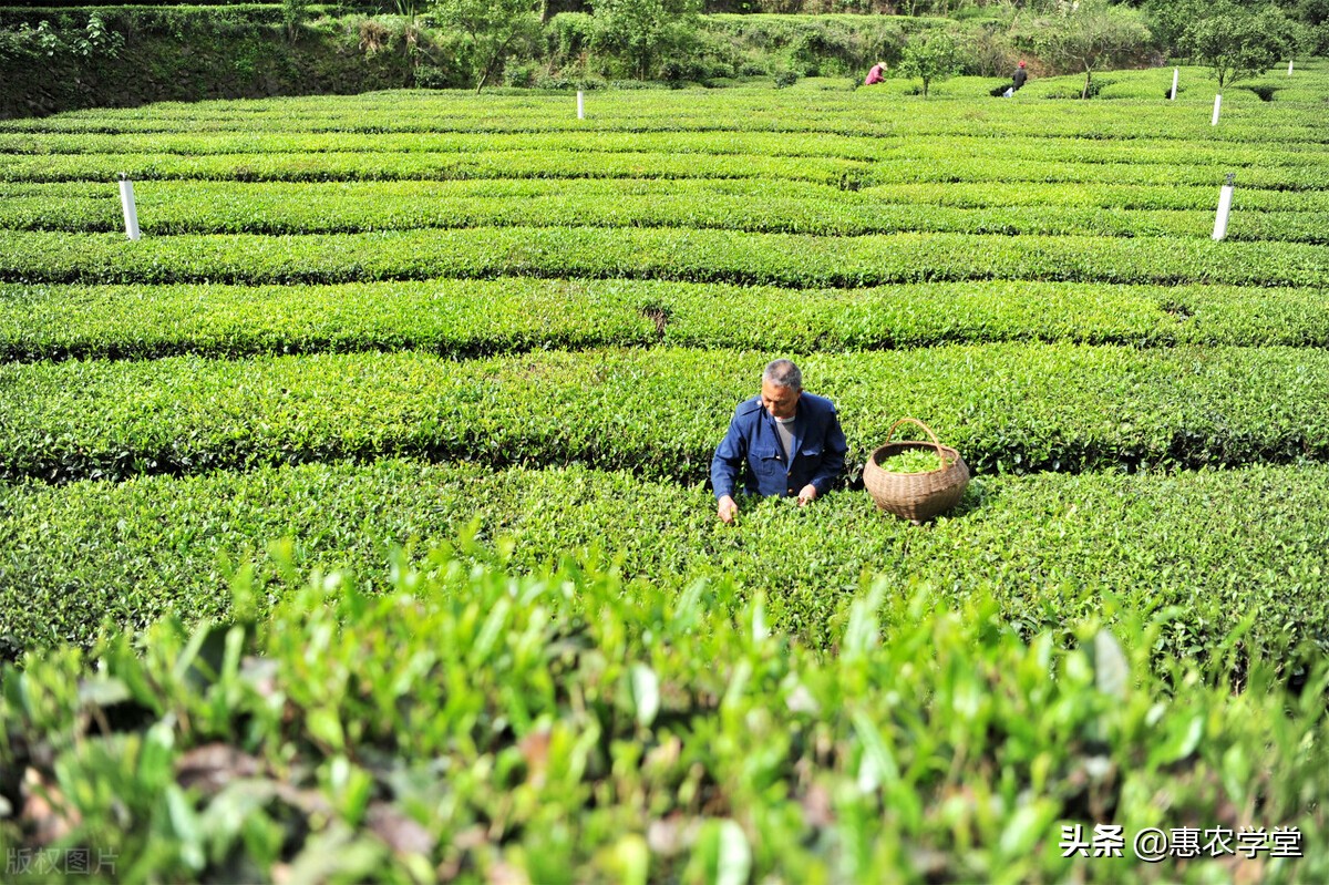 耕地占用税多少钱一平方米？一次性交吗？2021耕地占用税征收解读