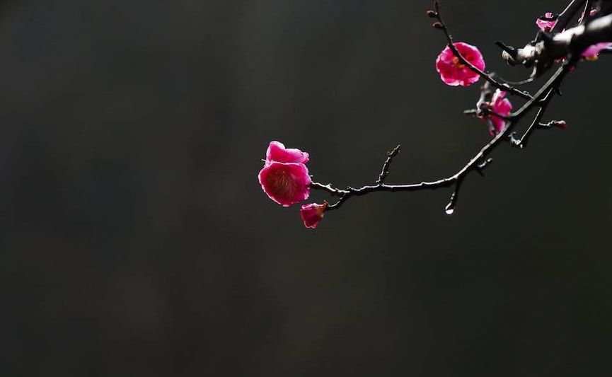 「诗词鉴赏」古诗词里的红梅，意境优美，满满的赞美之情