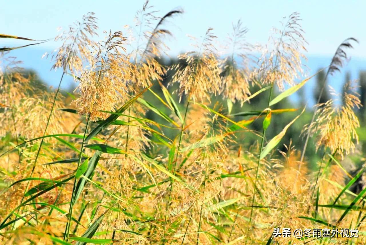 洪涛诗社：咏芦苇