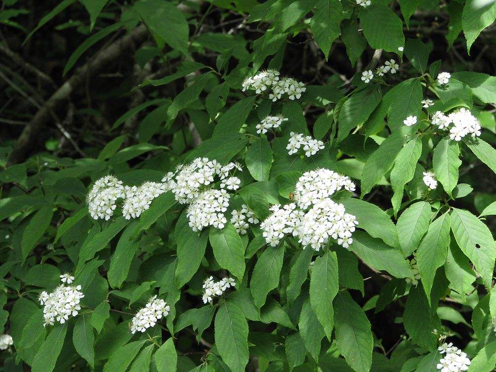 石楠藤图片(石楠) - 赤虎壹号