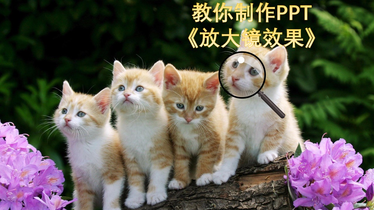 怎么用PPT做放大镜效果(PPT怎么使用放大镜)